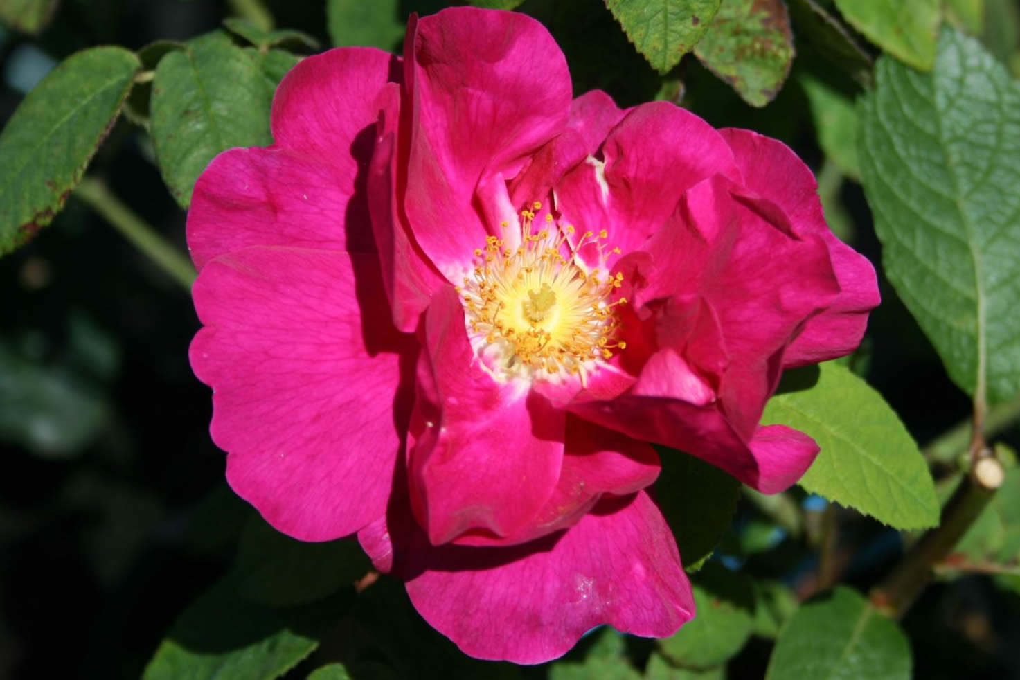 Rosa gallica var. officinalis